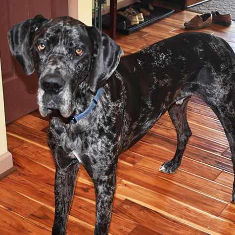 another picture of a big friendly farm dog