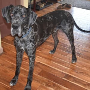 Ragnar The Bold - Great Dane