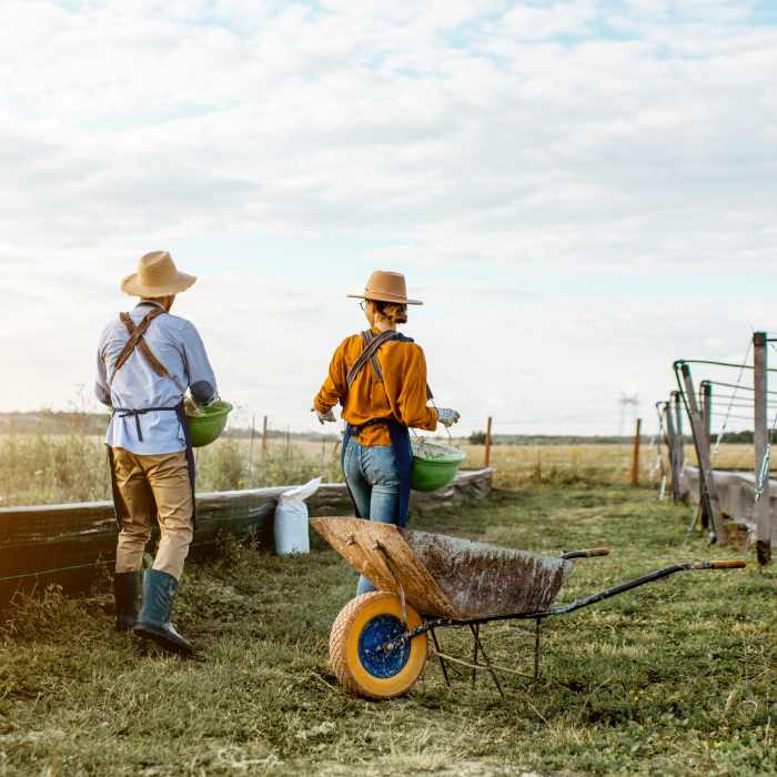 Farmers ending their last tasks